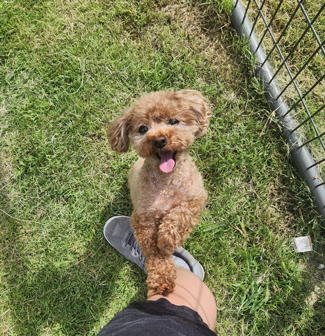 강아지 돌봐주기